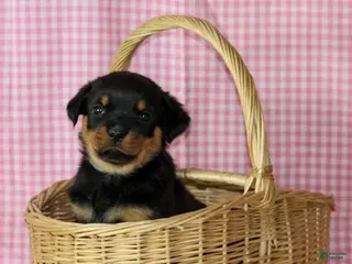 Rottweiler dogs Jelly - Ad 7