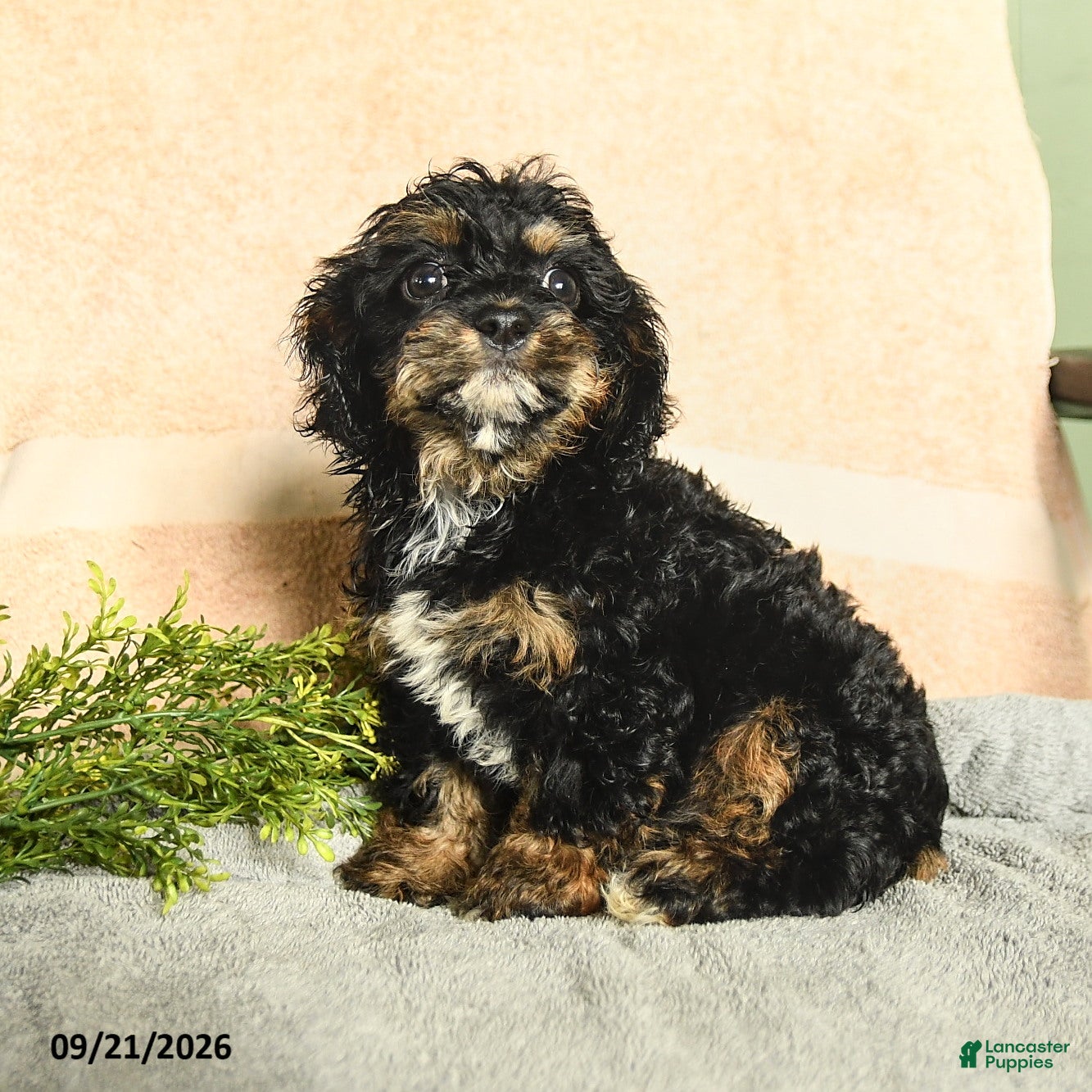 Mixed Breed dogs Maris - Ad 1