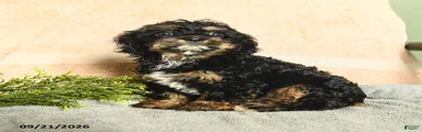 Maris