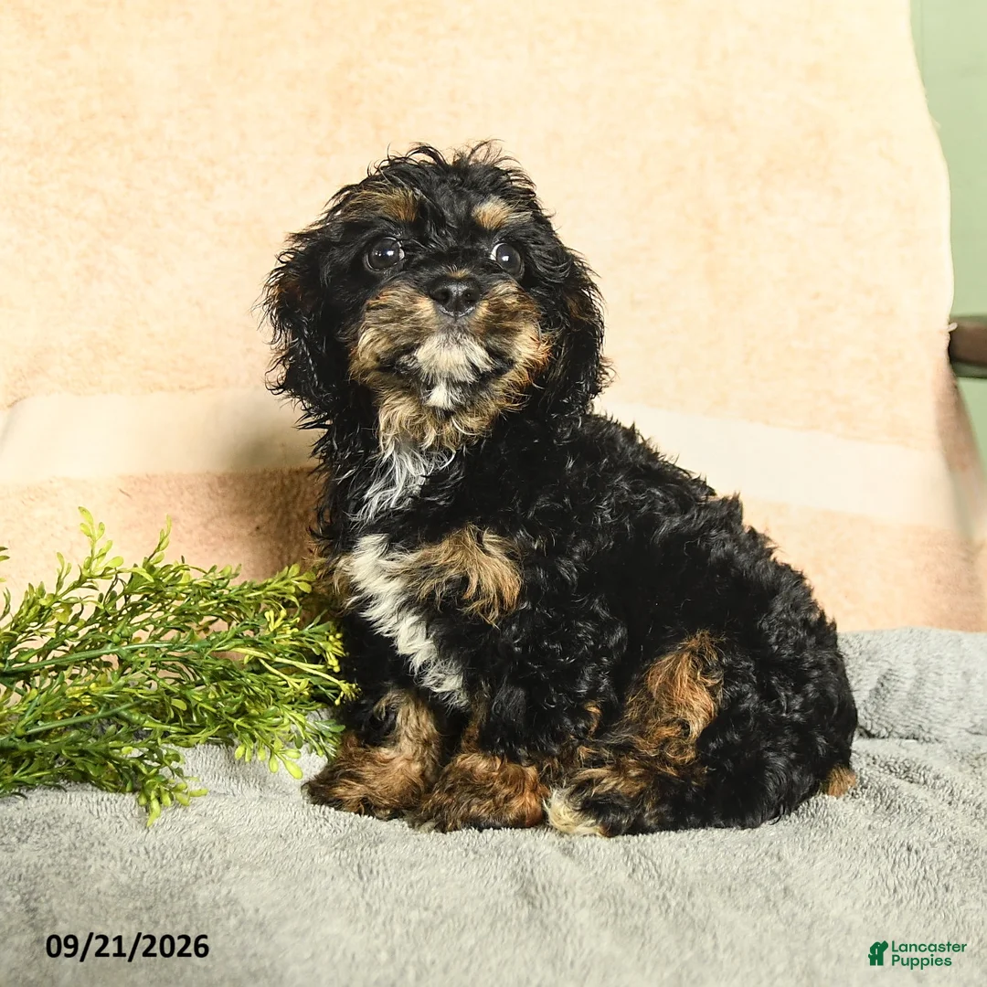 Mixed Breed dogs for sale: Maris - Ad 1