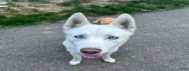 Ice Maximus
