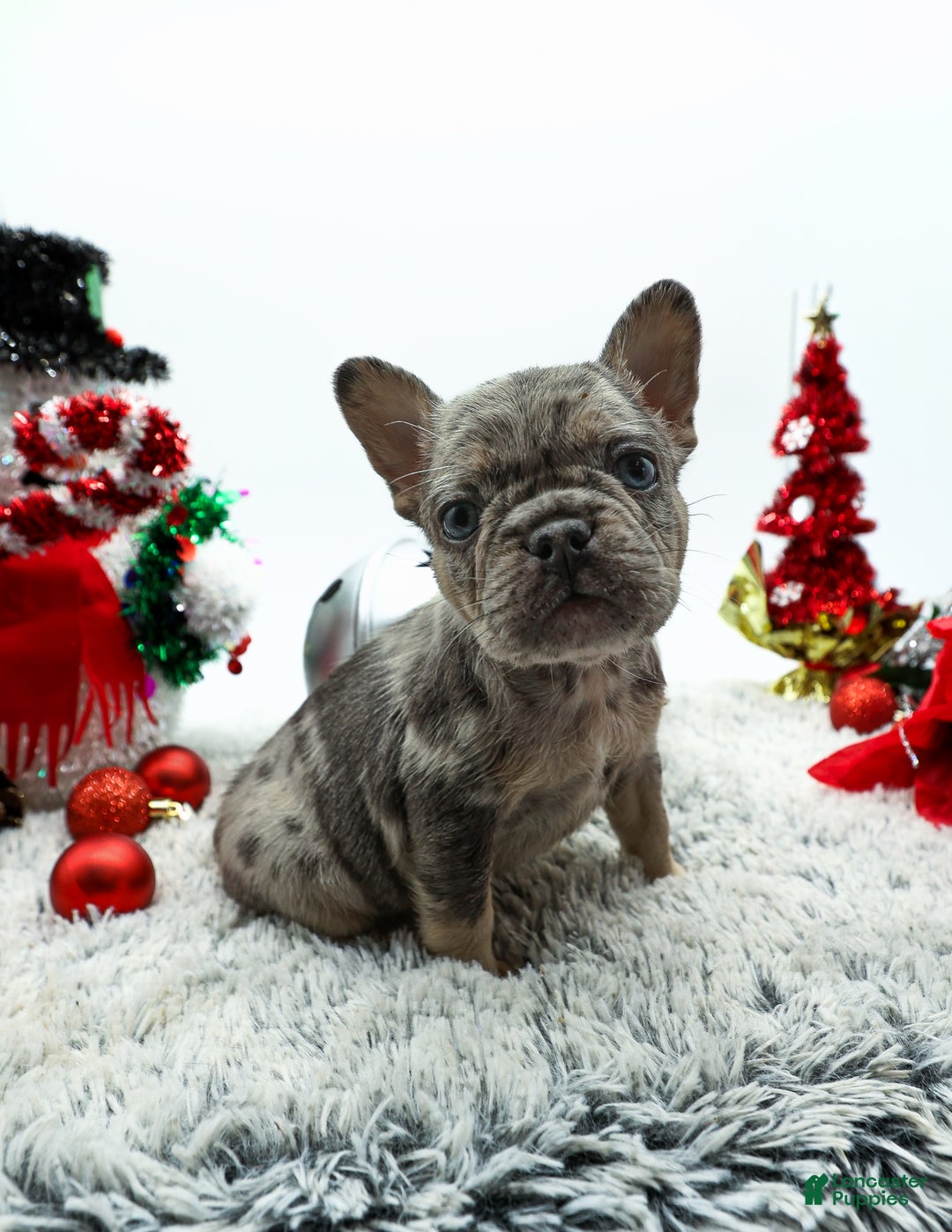 French Bulldog dogs for sale: Princess - Ad 7