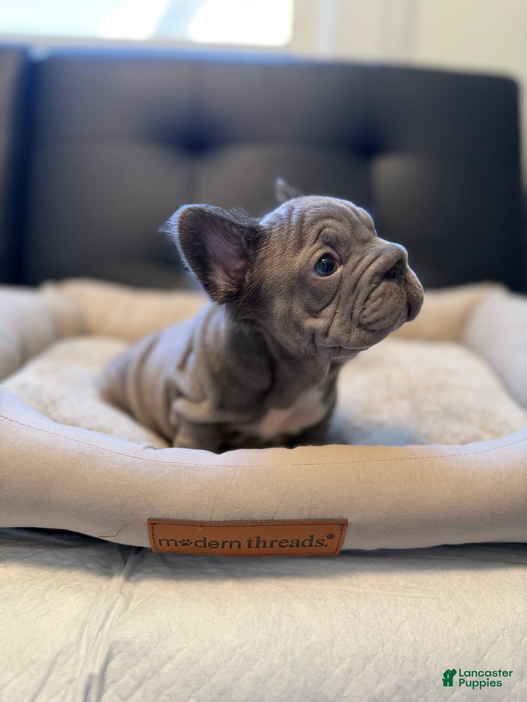 French Bulldog dogs for sale: French Bulldog Puppy 2 - Ad 3