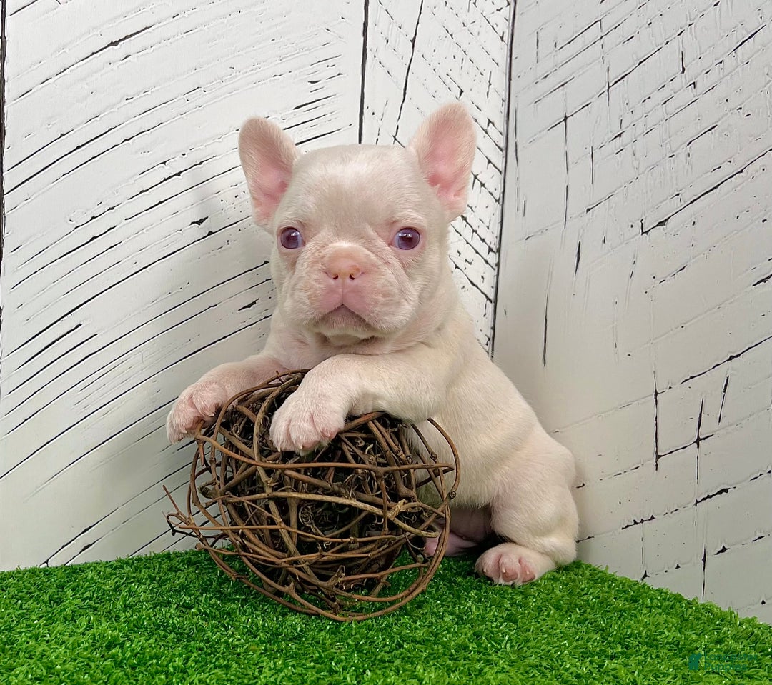 French Bulldog dogs for sale: Ace Pink Merle - Ad 5