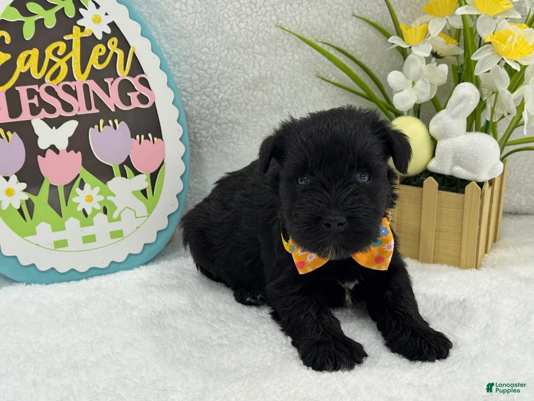 Miniature Schnauzer dogs for sale: Bleu Male 2 Blue Eyes - Ad 4