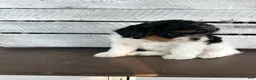 Shihpoo dogs for sale: Maggie - Ad 7