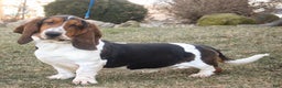 Basset Hound dogs for sale: Armando - Ad 10
