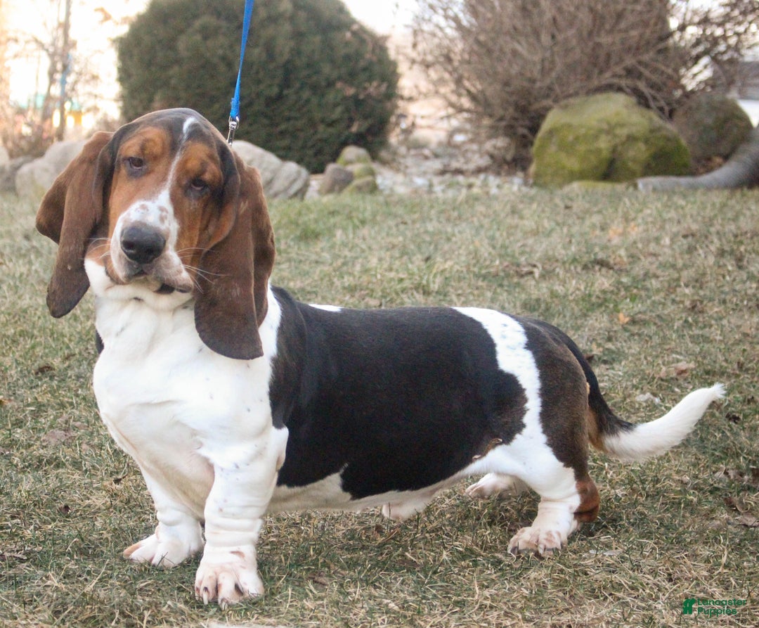 Basset Hound dogs for sale: Armando - Ad 10