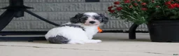 Mini Goldendoodle dogs for sale: Scout - Ad 6