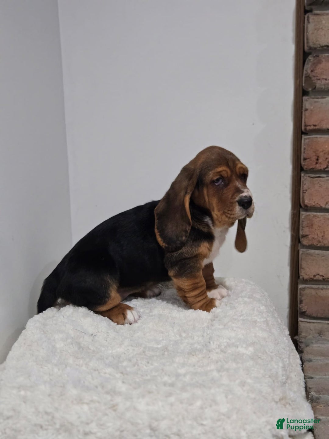 Basset Hound dogs for sale: Cookie - Ad 4