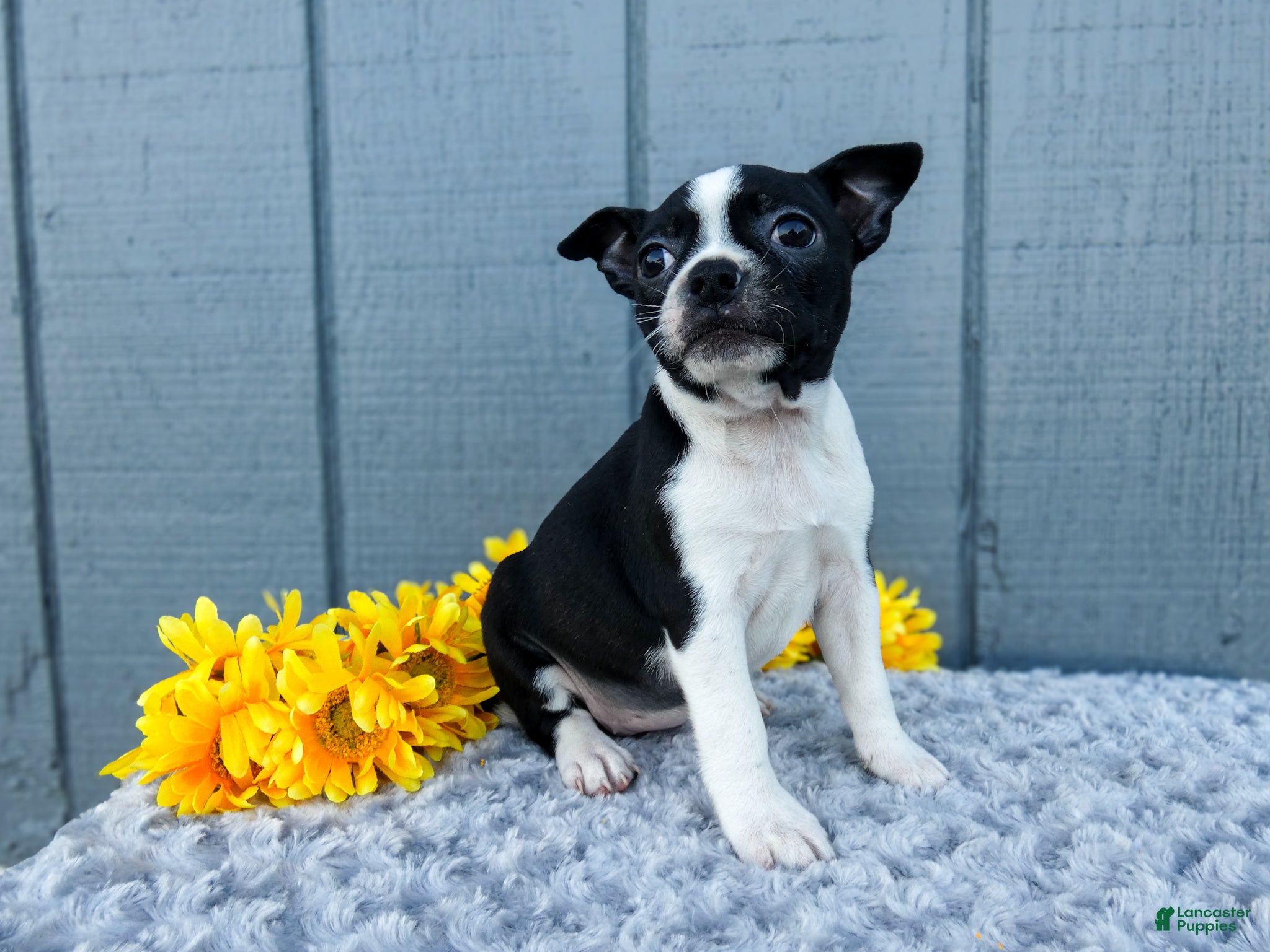 Mixed Breed dogs Sally - Ad 2