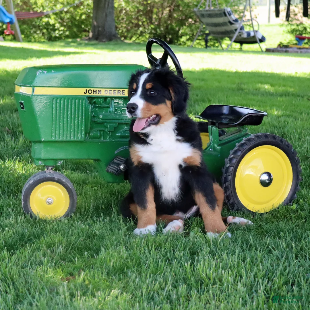 Bernese Mountain Dog dogs for sale: Bernese Mountain Dog Puppy 1 - Ad 7