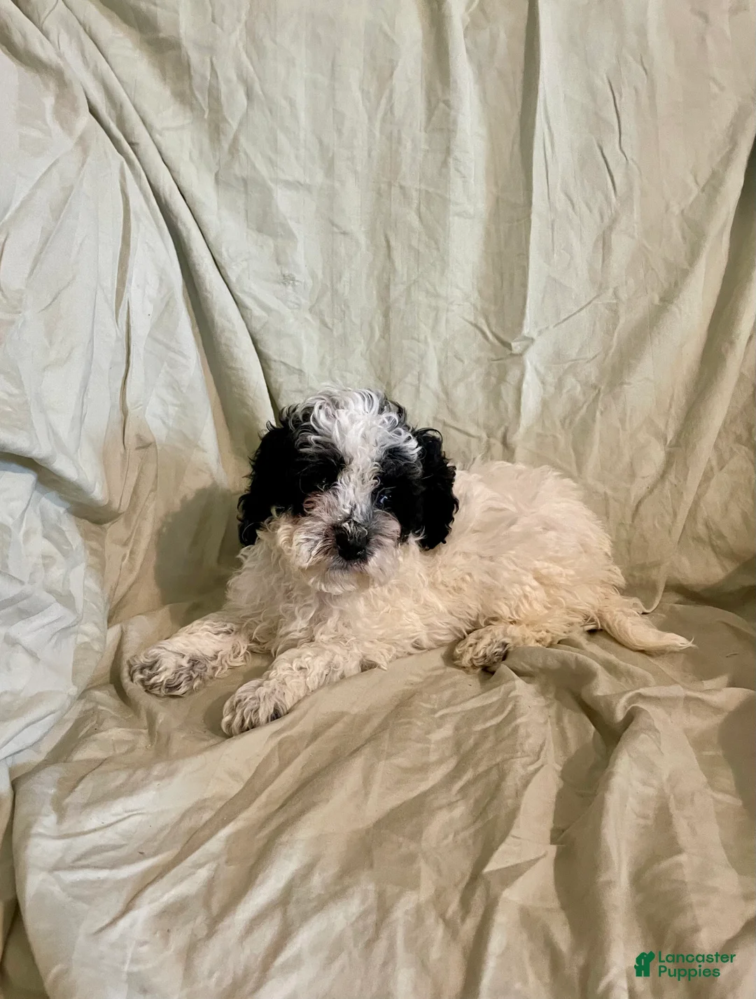 Cockapoo dogs for sale: Peaches - Ad 2