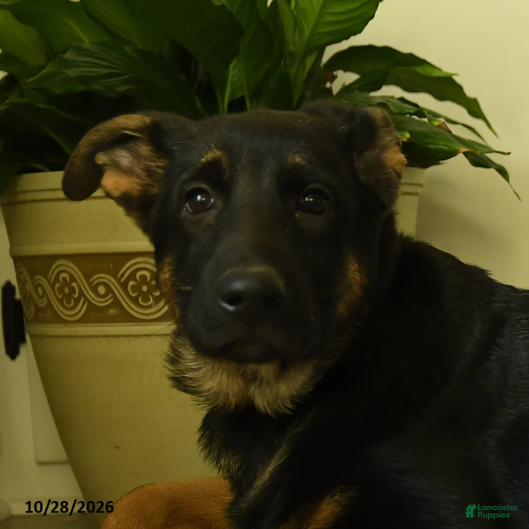 German Shepherd dogs for sale: Sasha - Ad 3