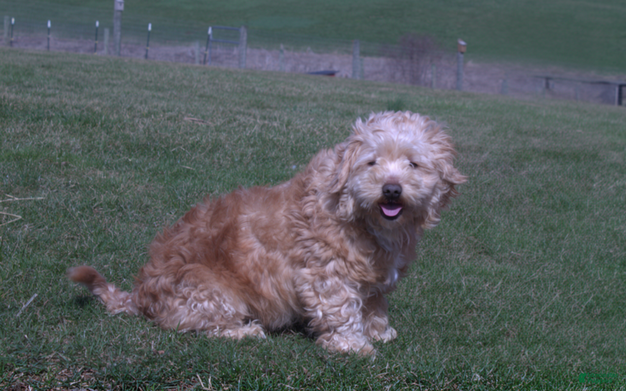 Havapoo dogs Ranger - Ad 26