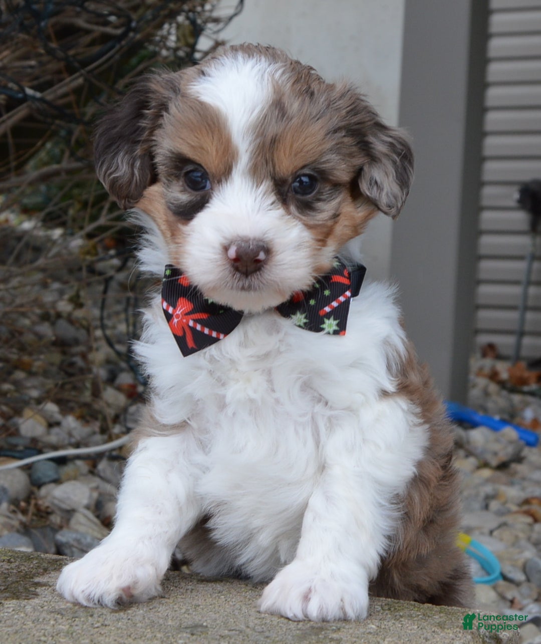 Mini Aussiedoodle dogs for sale: Toy Angel - Ad 16