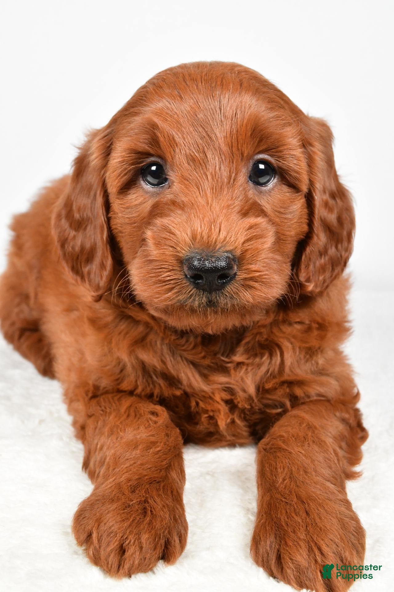 Mini Goldendoodle dogs Cooper - Ad 2