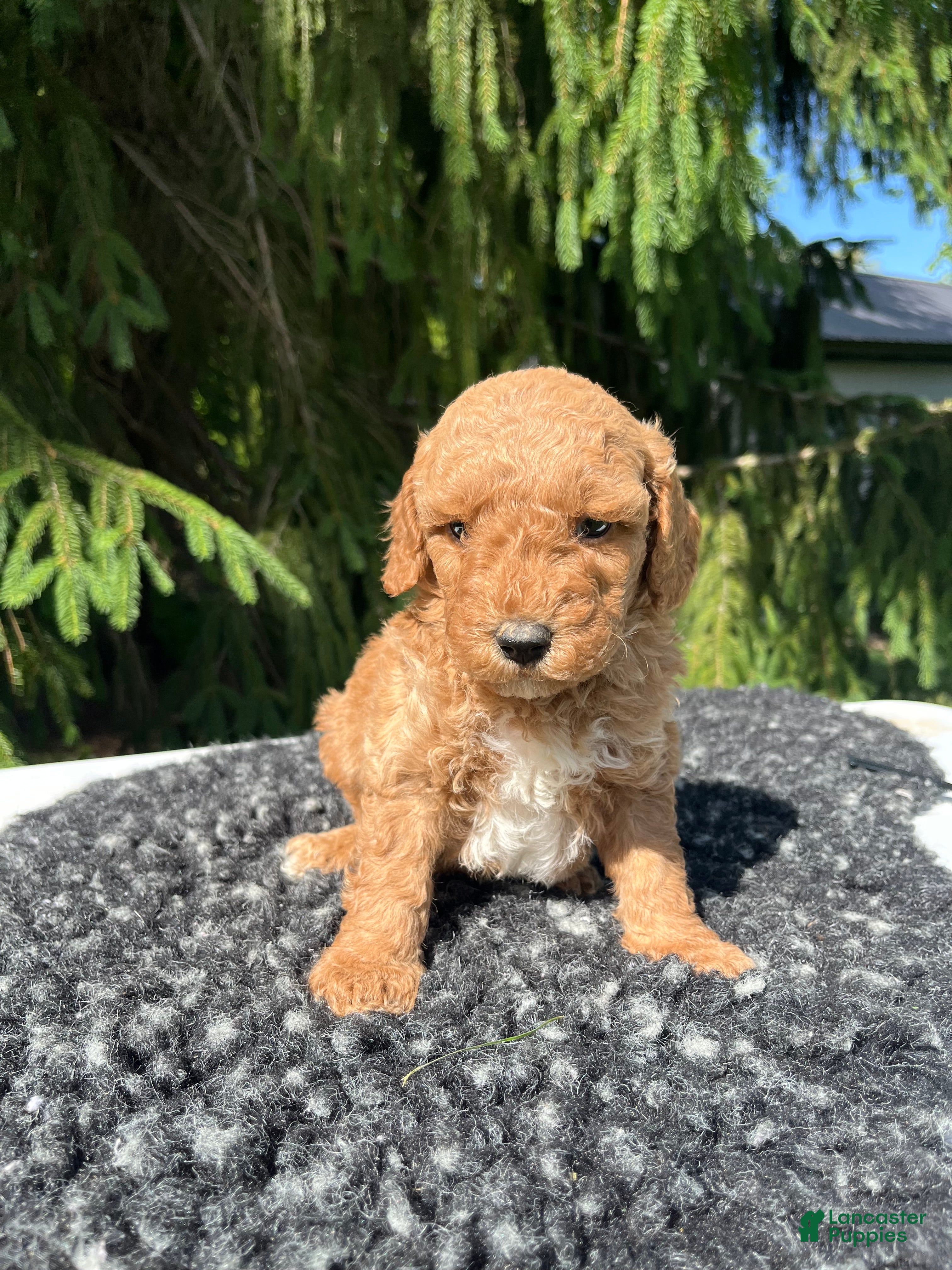 Mini Goldendoodle dogs for sale: Luka - Ad 1