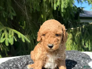 Mini Goldendoodle dogs for sale: Luka - Ad 2