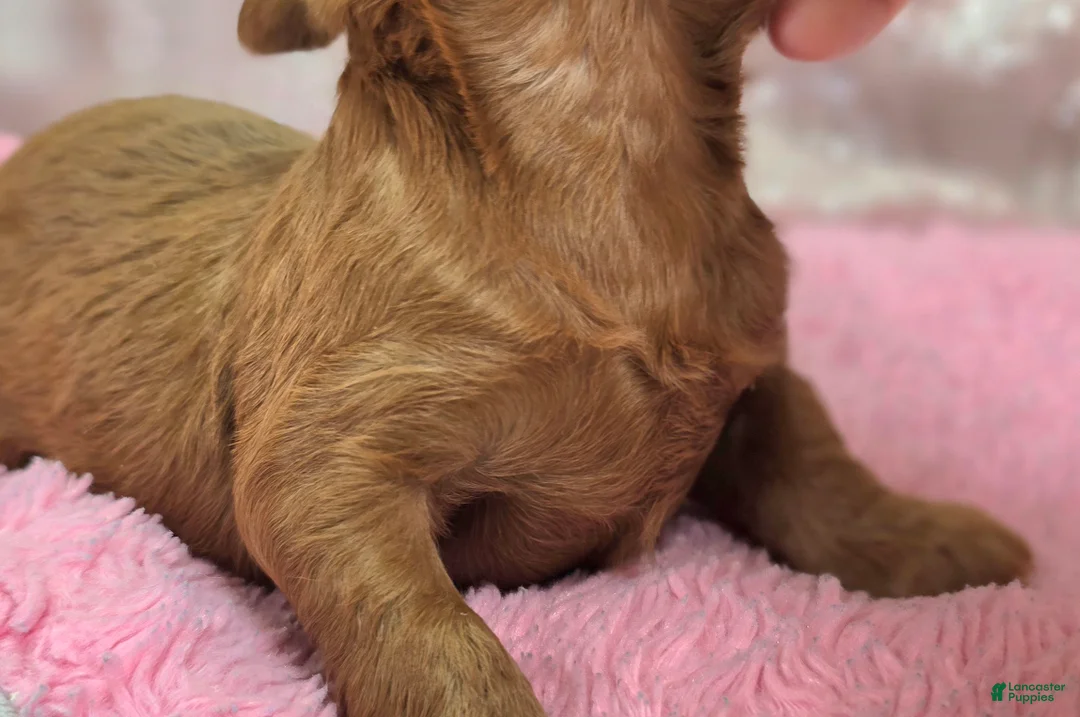 Cockapoo dogs for sale: Glaze - Ad 6