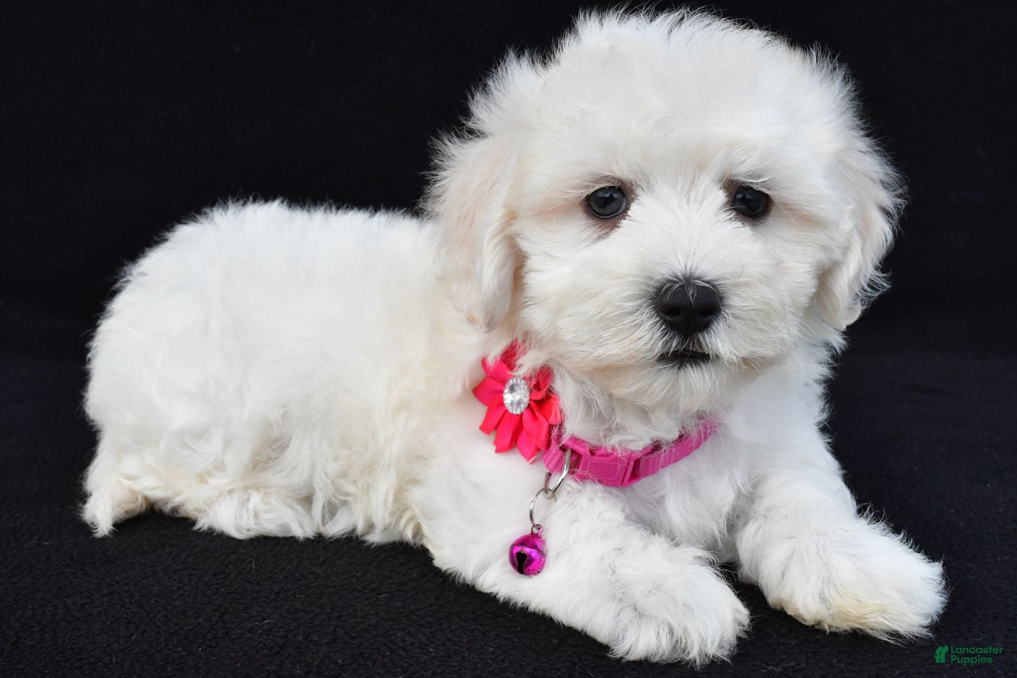 Maltipoo dogs Tessa - Ad 2