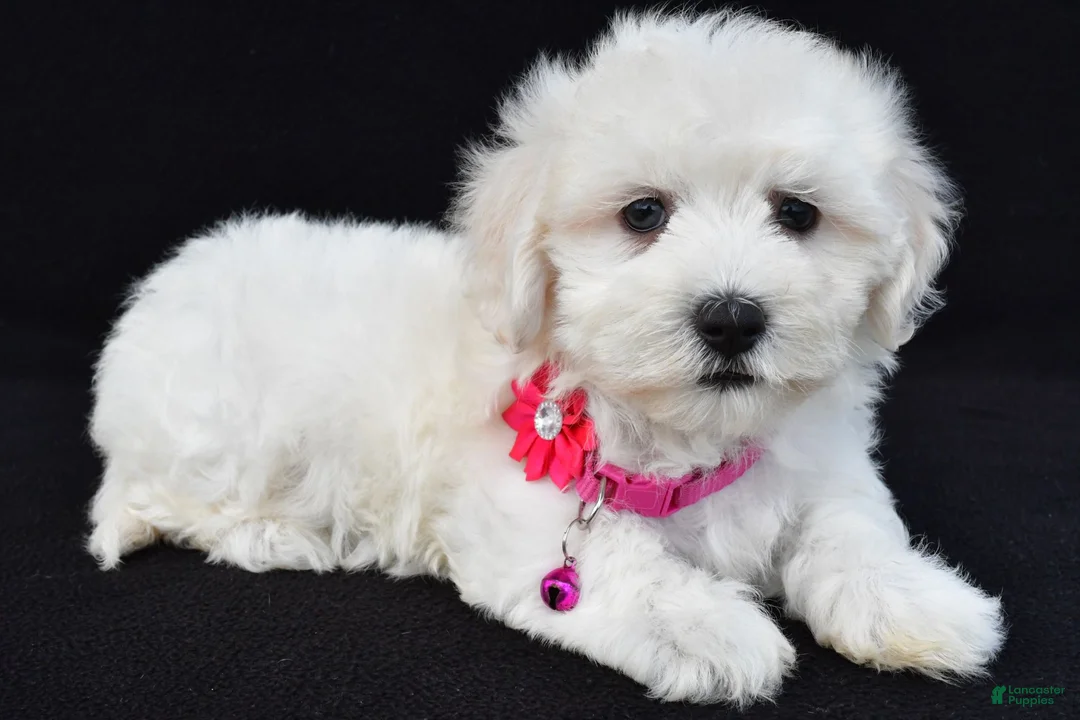 Maltipoo dogs for sale: Tessa - Ad 2
