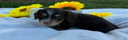 Miniature Dachshund dogs for sale: Brownie - Ad 7
