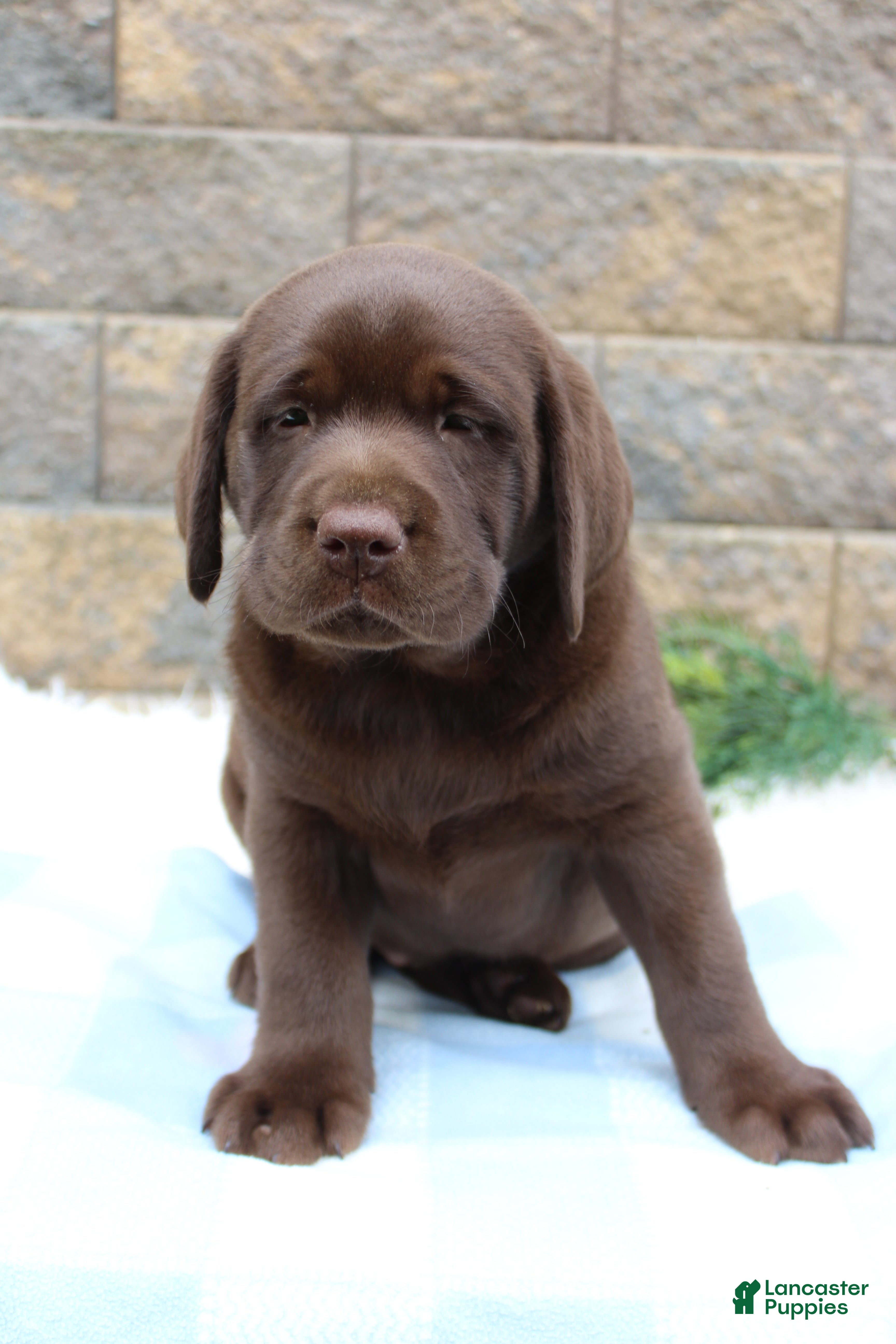 Labrador Retriever dogs for sale: Buster - Ad 3