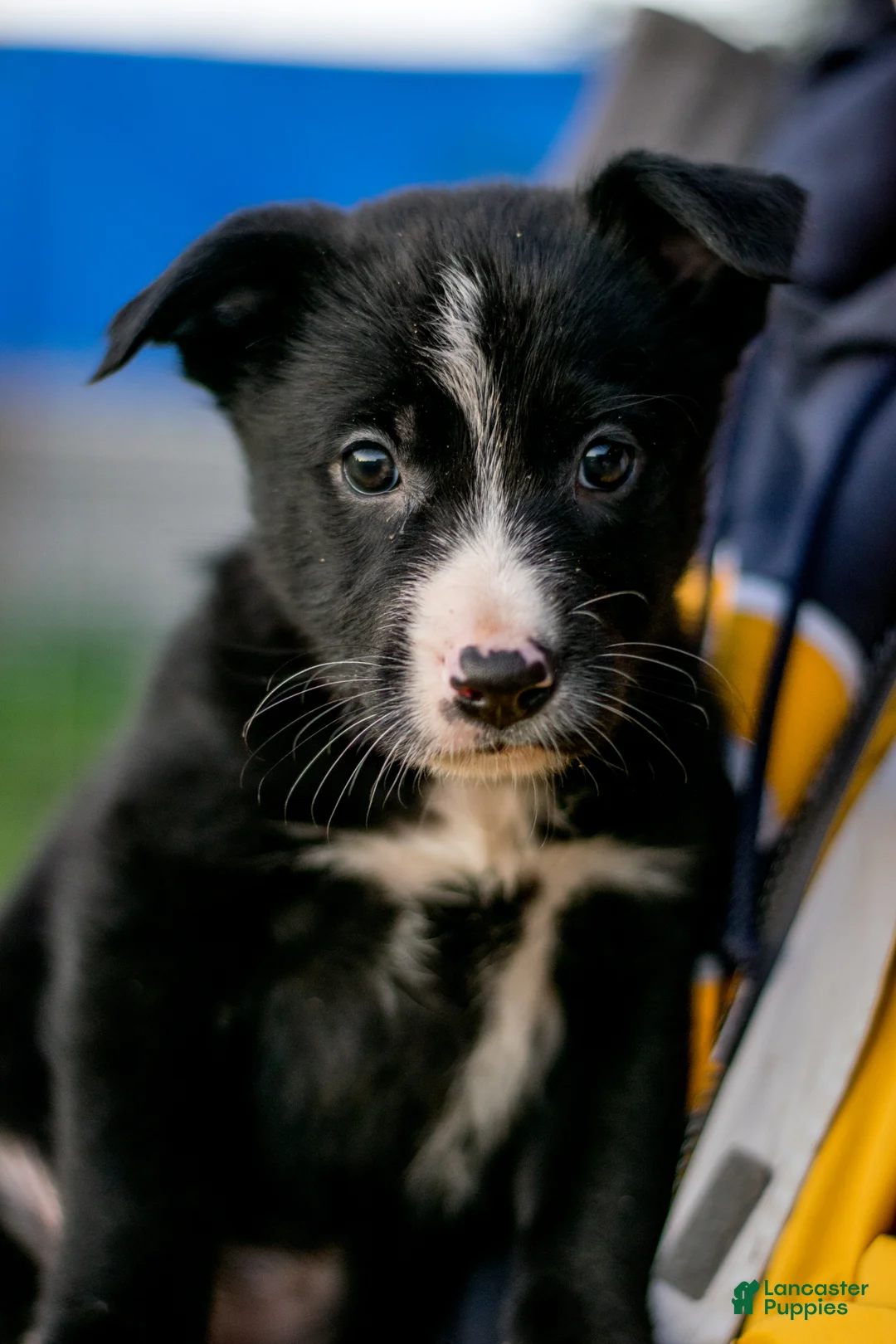 Mixed Breed dogs for sale: Mixed Breed Puppy 2 - Ad 1