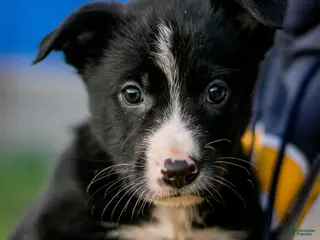 Mixed Breed dogs Mixed Breed Puppy 2 - Ad 25