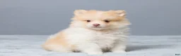 Pomeranian dogs for sale: Thomas - Ad 3