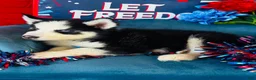 Siberian Husky dogs for sale: Rolex - Ad 4