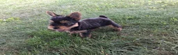 Yorkshire Terrier dogs for sale: Cola AKC  - Ad 4