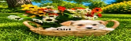 Mixed Breed dogs for sale: Princess  - Ad 1