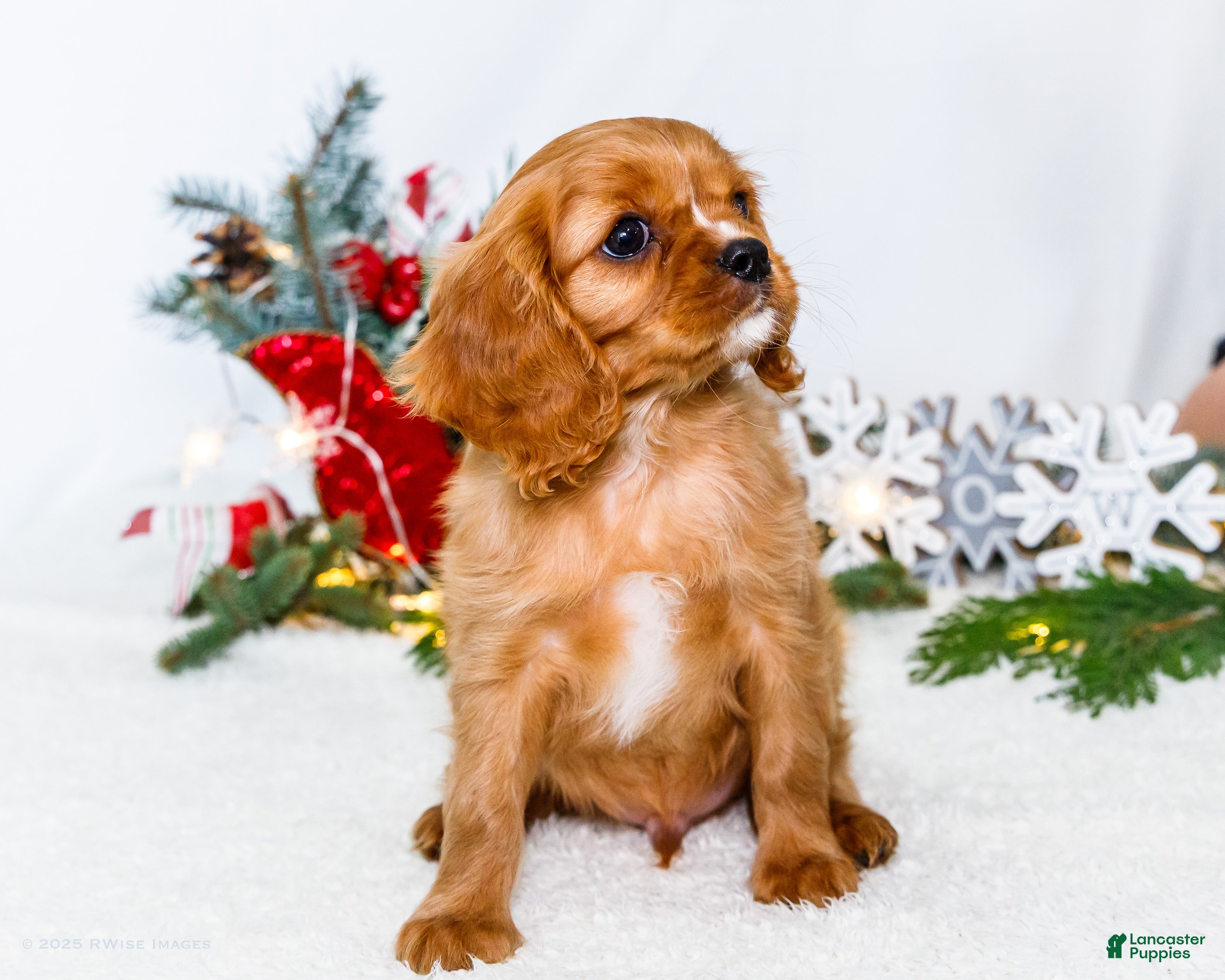 Cavalier King Charles Spaniel dogs Winter - Ad 10