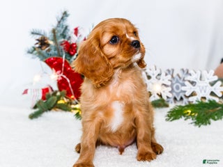 Cavalier King Charles Spaniel dogs Winter - Ad 11