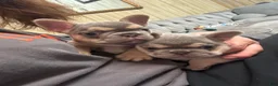 French Bulldog dogs for sale: Peppa - Ad 7