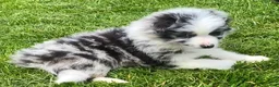 Mixed Breed dogs for sale: Max - Ad 2