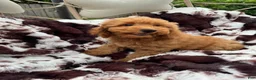 Mini Goldendoodle dogs for sale: Kelsey  - Ad 4