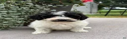 Havapoo dogs for sale:  Bounce - Ad 2
