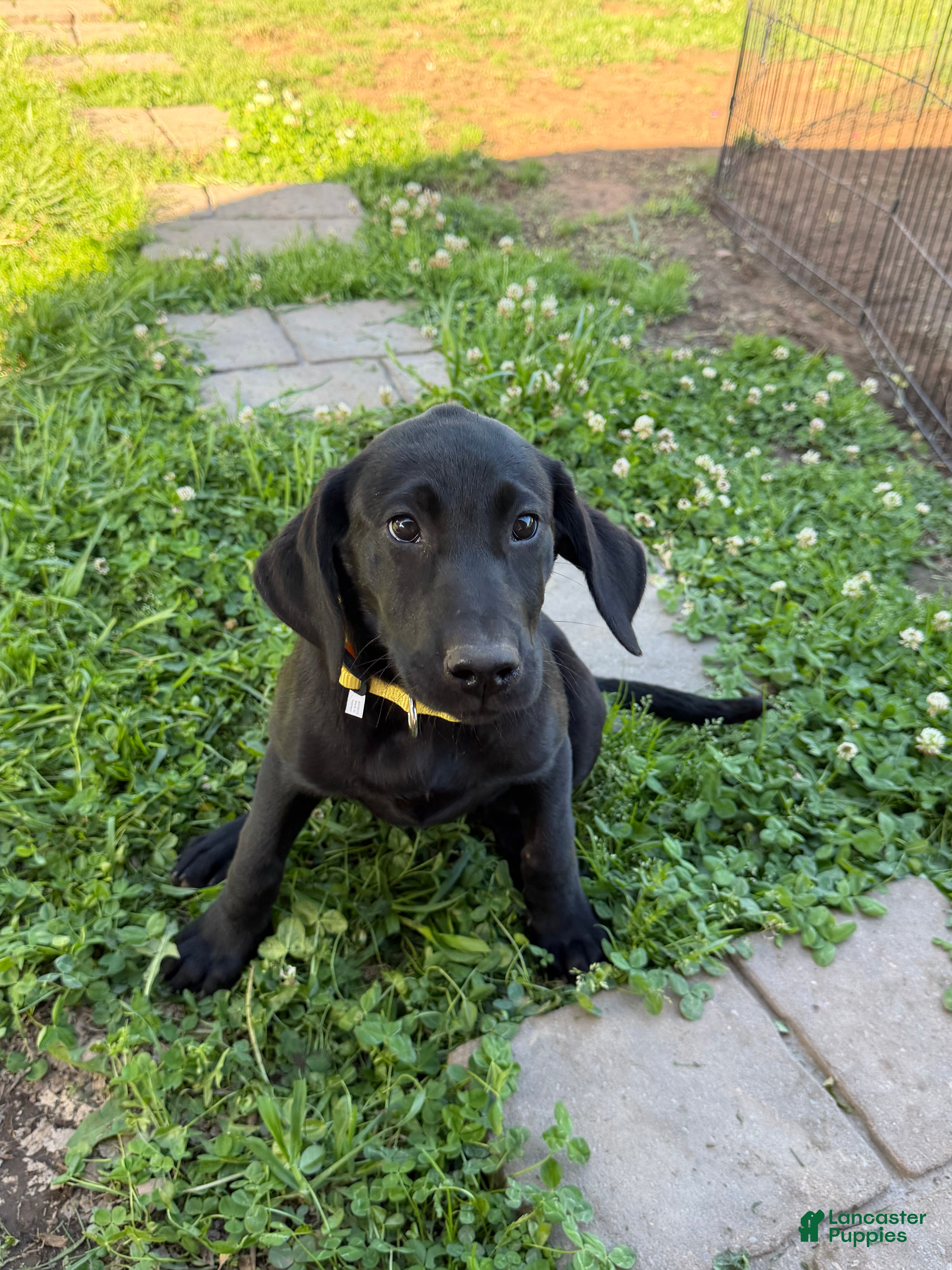 Labrador Retriever dogs Labrador Retriever Puppy 5 - Ad 10