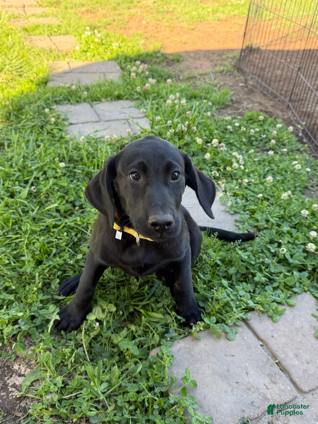 Labrador Retriever dogs for sale: Labrador Retriever Puppy 5 - Ad 1