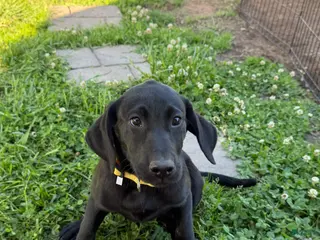 Labrador Retriever dogs Labrador Retriever Puppy 5 - Ad 10