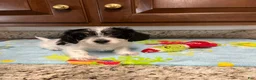 Mixed Breed dogs for sale: Colby  - Ad 6