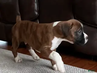 Boxer dogs Boxer Puppy 1 - Ad 38