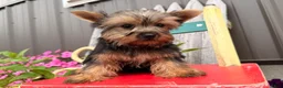 Yorkshire Terrier dogs for sale: Nicole Yorkshire Terrier  - Ad 4