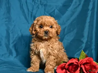 Shihpoo dogs Baxter - Ad 42