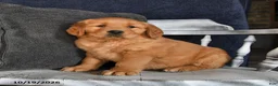 Golden Retriever dogs for sale: Austin - Ad 2