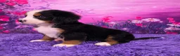 Bernese Mountain Dog dogs for sale: Diesel - Ad 3