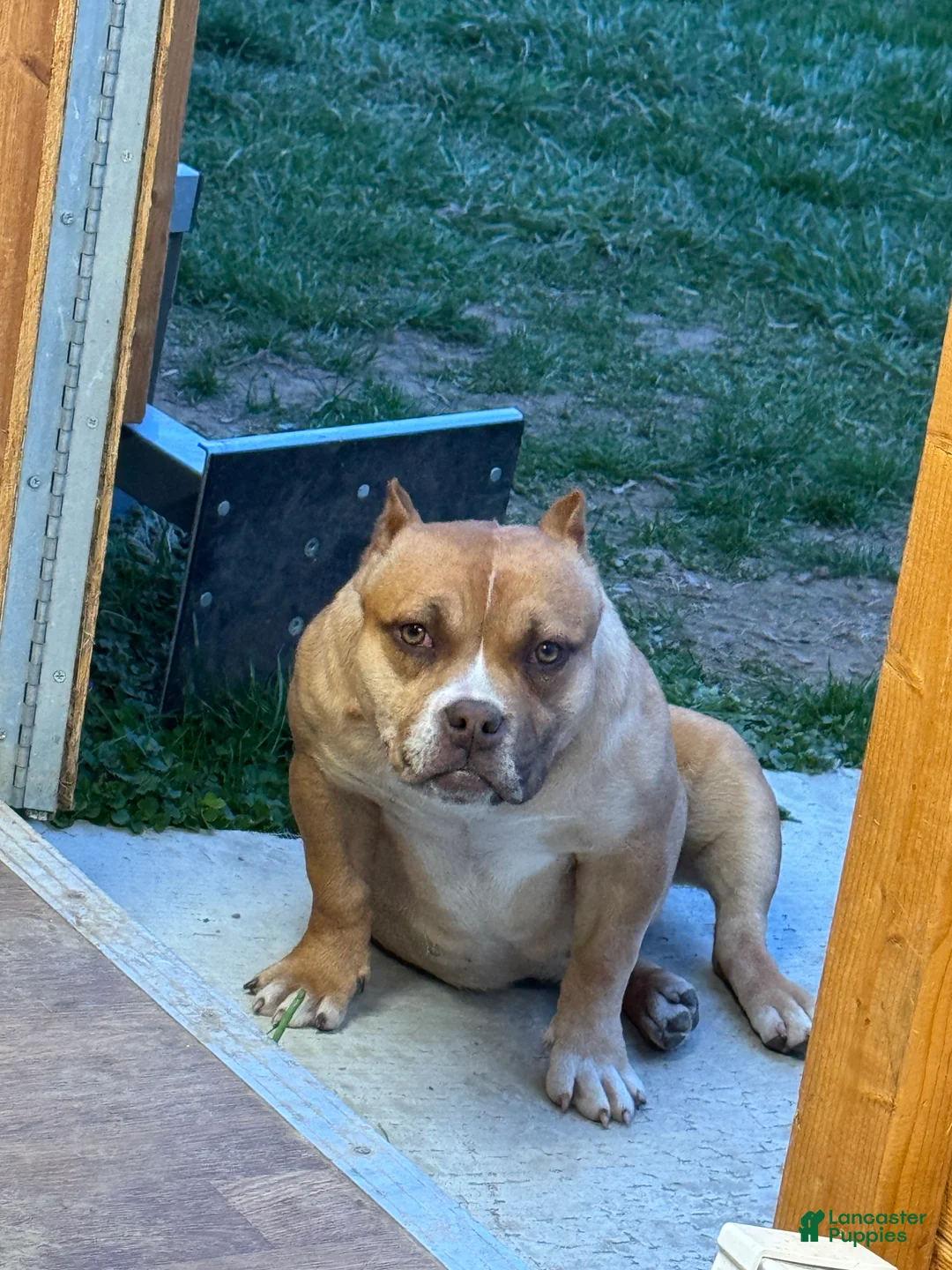 American Bully dogs for sale: Chocolate fawn sable Merle - Ad 2